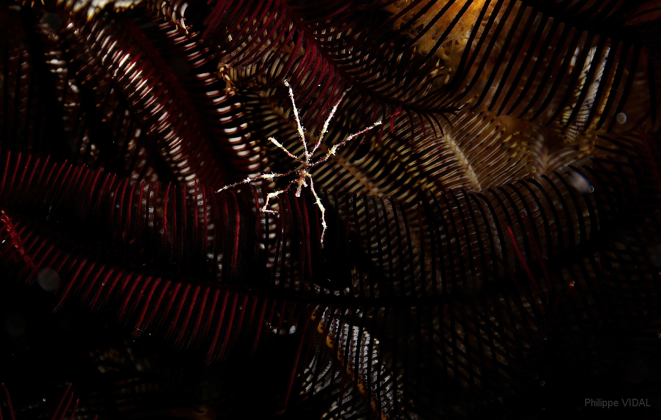 Raja Ampat 2016 - Sea Spider - Areignee de mer - IMG_4788_rc.jpg